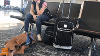 Service Dog Reacts Before Owner's Panic Attack