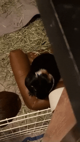 Guinea Pig Pet GIF