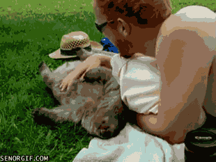 rubs wombats GIF by Cheezburger