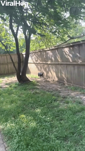 Tall Fence Doesn't Slow Down Lexi the Jumping Dog