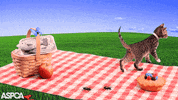 cat kitten GIF by ASPCA