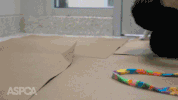 kitten adopt GIF by ASPCA