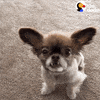 dog chihuahua GIF by The Dodo