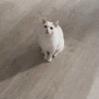 Flip Cat GIF