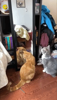 Cat Baffled by Reflection In The Mirror 