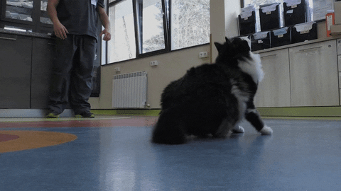 chat bionique GIF by BFMTV