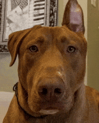 Dog Missing GIF