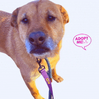 GIF by NYC Second Chance Rescue
