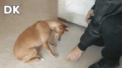 albertkorman giphygifmaker giphygifmakermobile dk korman GIF