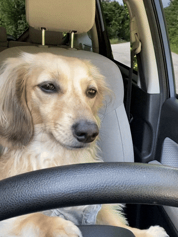 Dog Driver Driving Tired GIF by Crusoe