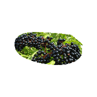 CanalRiverTrust nature fruit canal blueberries Sticker