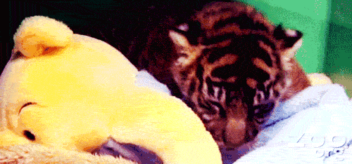 Baby Tigers GIF