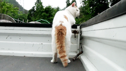 cat tail GIF
