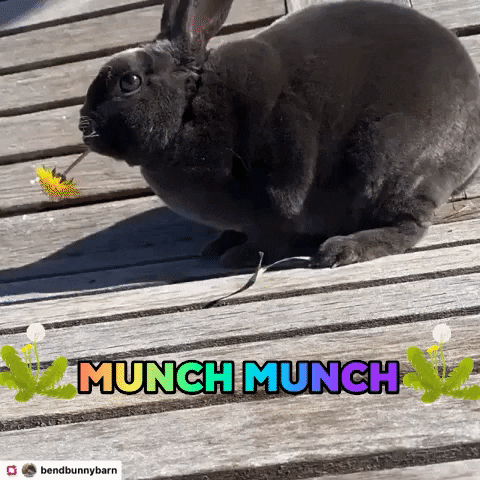 Bunny Eat GIF by bendbunnybarn