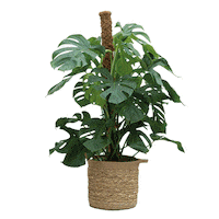 PLNTS_com plant plants interior monstera Sticker