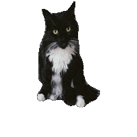 Cat Bounce Sticker by Chris