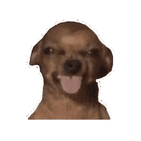 Meme Insiders Sticker by K