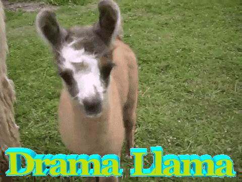 llama Drama Llama GIF by chuber channel