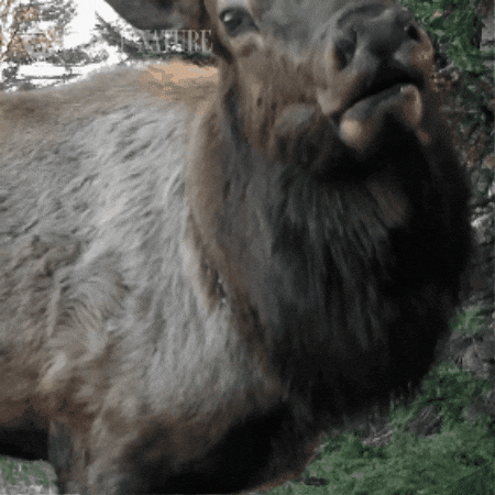 Forest Calling GIF by Nature on PBS