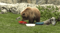 Young Bear Siblings Celebrate Fourth of July With 'Patriotic' Treats