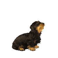 high five yes please Sticker by Pets Deli