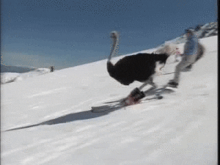 snow bird GIF