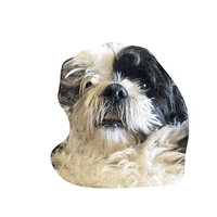 Willettpup GIF by NavyStrengthSeattle