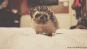 hedgehog GIF