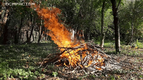 dompacism giphyupload fire leaves fogo GIF