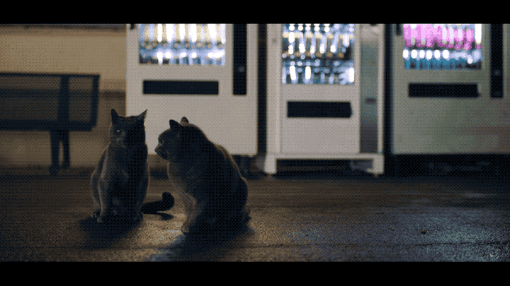 cat GIF by Petit Biscuit