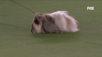 Pequest Wasabi (Pekingese)
