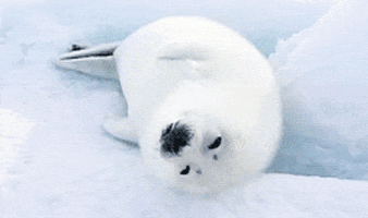 baby seal GIF