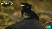 GIF by BBC Earth
