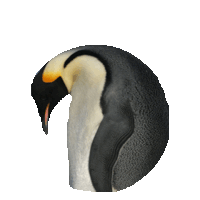 Penguin Sticker by imoji