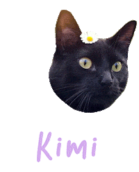 Cat Kimi Sticker
