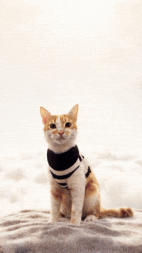 Cats Capitanamerica GIF