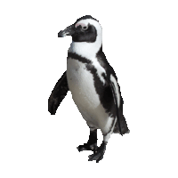 Penguin Sticker by imoji