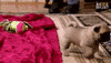 Puppy Pug GIF