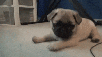 happy funny dog GIF