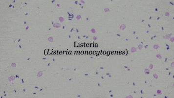Listeria Monocytogenes Meat GIF by Ansel Oommen