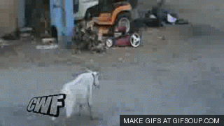 GIF by Random Goat