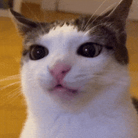 Cat Luna GIF
