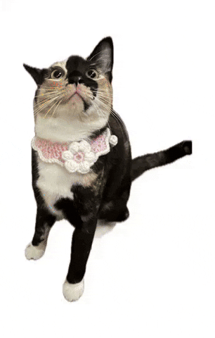 cultofbiscuit cat celebrate giphystrobetesting biscuit GIF