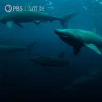 Marine Life Swimming GIF by Nature on PBS