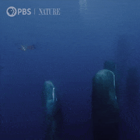 Ocean Explore GIF by Nature on PBS