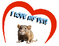 Guinea Pig Love Sticker