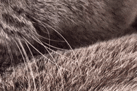 Kitten Bsh GIF