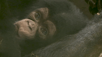 animals baby zoo chimp newborn GIF