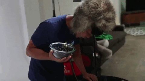 Coffee Beans GIF by Guava Juice