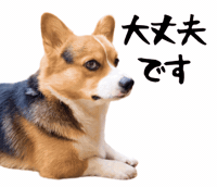 Corgi Milo GIF